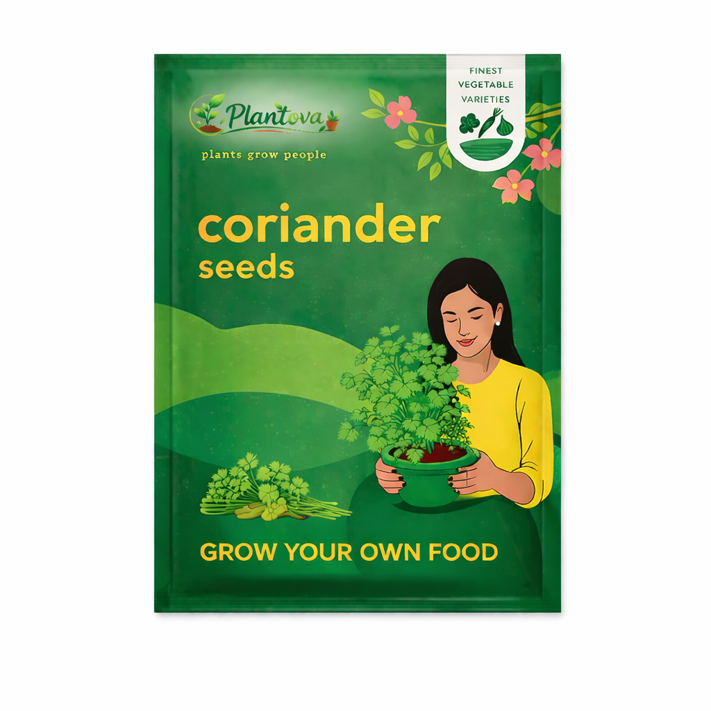 Coriander Seeds