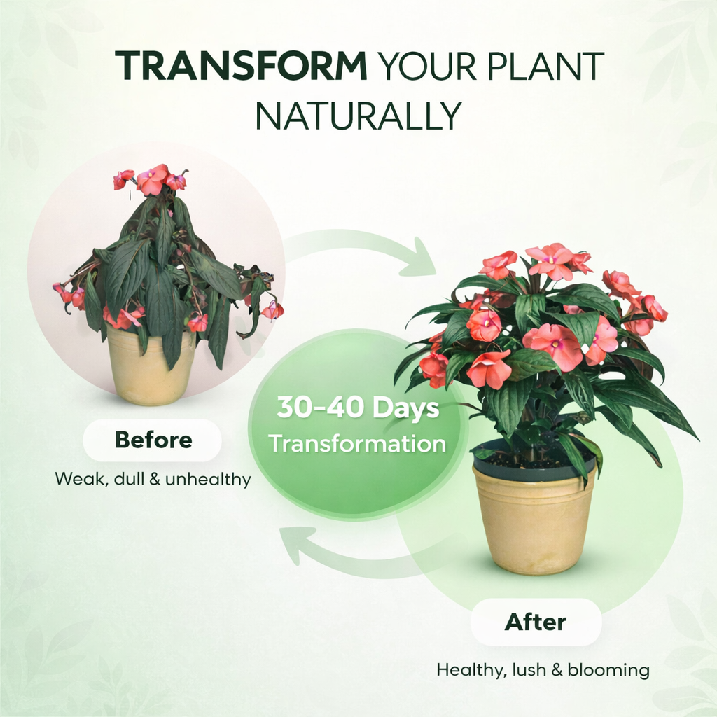 Plantova Plant 40 Food Sticks - Organic Indoor Plant Nutrition