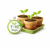 Germinates Within 7–10 Days