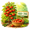 Harvest Time: 60–70 days 🌿