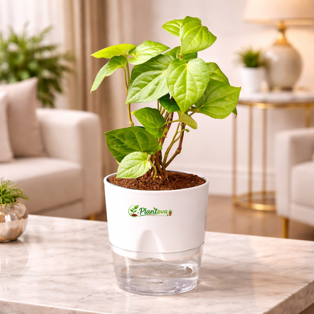 Betel Leaf Plant With Self Watering Pot