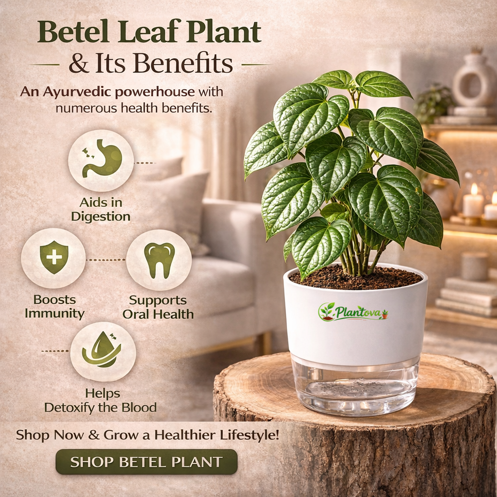 Betel Leaf Plant With Self Watering Pot